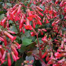 Load image into Gallery viewer, Kalanchoe Tessa (3 Plants)
