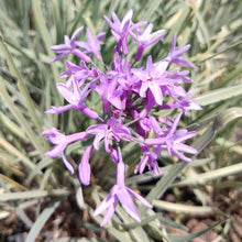 Load image into Gallery viewer, Tulbaghia violacea Silver Lace
