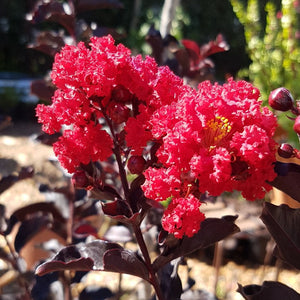 Black Diamond Best Red