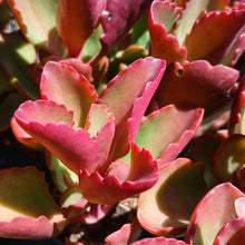 Load image into Gallery viewer, Kalanchoe sexangularis (3 Plants)
