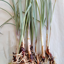 Load image into Gallery viewer, Tulbaghia violacea Silver Lace
