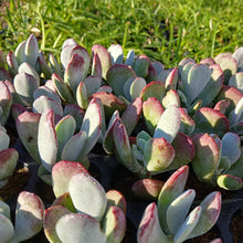 Load image into Gallery viewer, Cotyledon orbiculata Candy (3 Plants)
