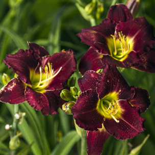 Daylily Melort Red.