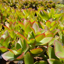 Load image into Gallery viewer, Crassula sarmentosa  (3 Plants)
