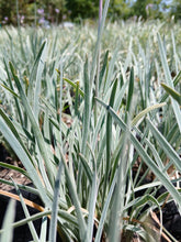 Load image into Gallery viewer, Tulbaghia violacea Silver Lace
