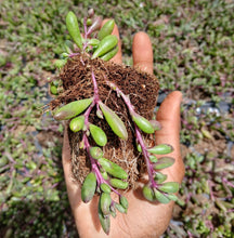 Load image into Gallery viewer, Othonna capensis 'String of rubies'(1 Plant)
