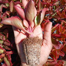 Load image into Gallery viewer, Kalanchoe sexangularis (3 Plants)

