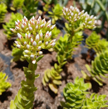 Load image into Gallery viewer, Crassula Dejecta(3 Plants)
