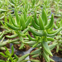 Load image into Gallery viewer, Crassula tetragona (3 Plants)
