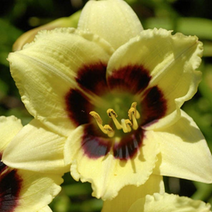 Daylily Little Gypsy Vegabond