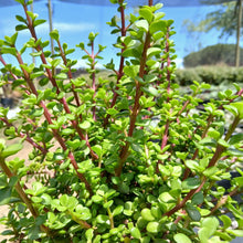 Load image into Gallery viewer, Portulacaria afra - Little Jim (3 Plants)
