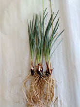 Load image into Gallery viewer, Tulbaghia violacea Ashanti
