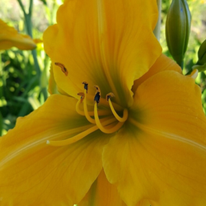 Daylily Gainsford Gold