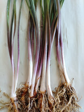 Load image into Gallery viewer, Tulbaghia violacea Kilimanjaro
