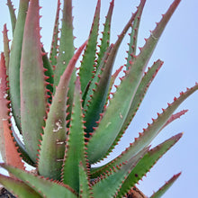 Load image into Gallery viewer, Aloe Zulu Warrior (1 Plant)
