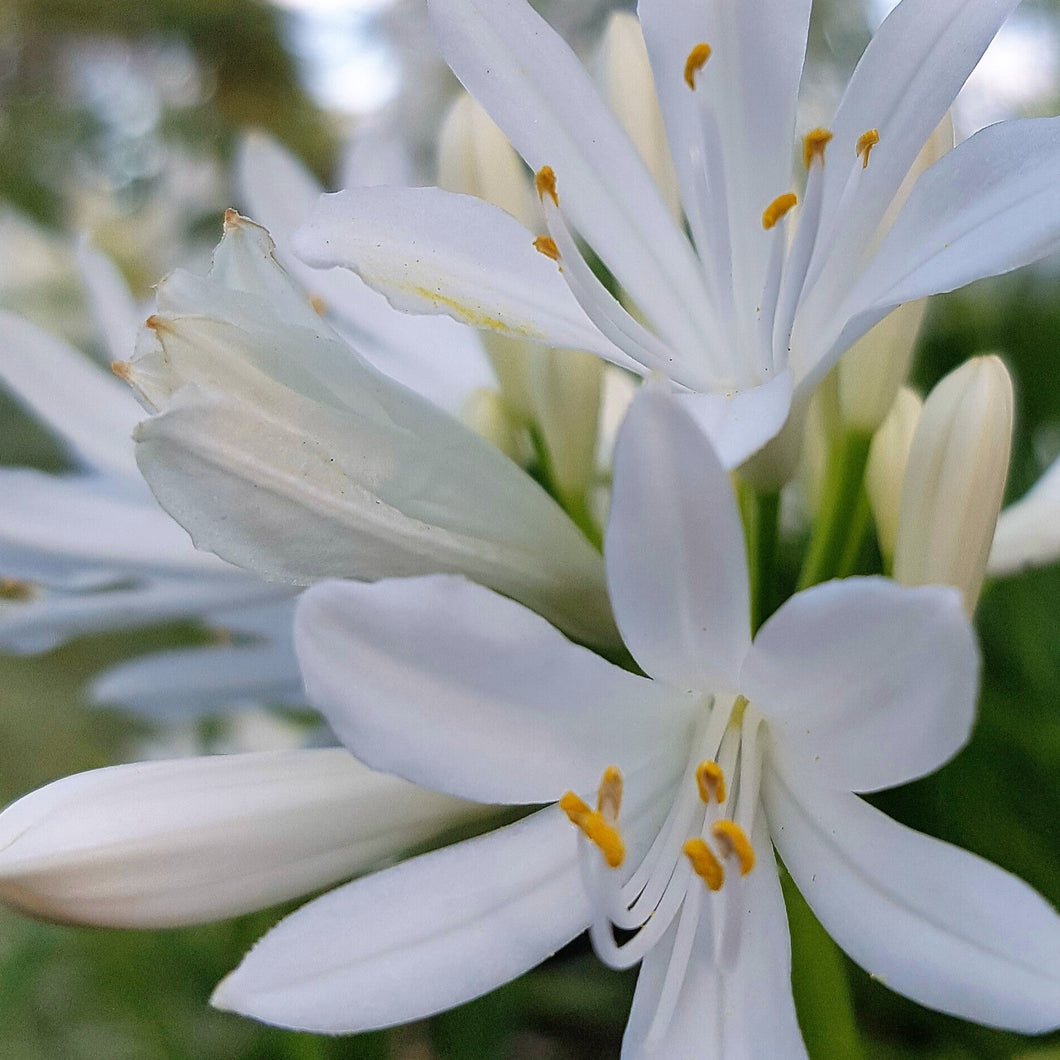 Agapanthus Praecox Shona