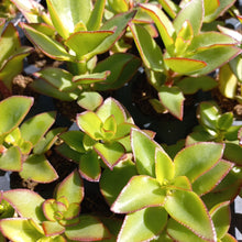 Load image into Gallery viewer, Crassula sarmentosa  (3 Plants)
