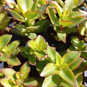 Crassula sarmentosa  (3 Plants)