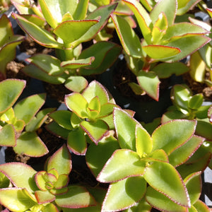 Crassula sarmentosa  (3 Plants)