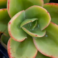 Load image into Gallery viewer, Echeveria Great Lakes (3 Plants)
