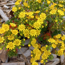 Load image into Gallery viewer, Aeonium sedifolium (3 Plants)
