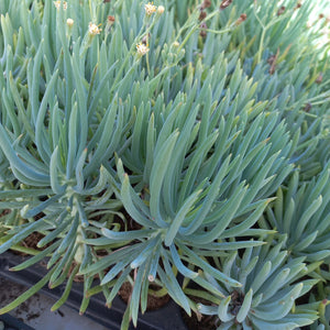 Senecio Blue Chalk (3 Plants)