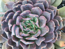 Load image into Gallery viewer, Echeveria Gunner (3 Plants)
