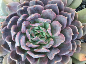 Echeveria Gunner (3 Plants)
