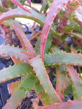 Load image into Gallery viewer, Aloe arborescens Mr. Winter (3 Plants)
