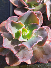 Load image into Gallery viewer, Echeveria Blue Curls (3 Plants)

