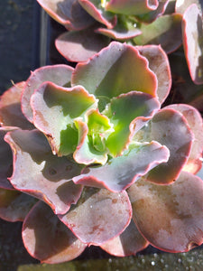 Echeveria Blue Curls (3 Plants)