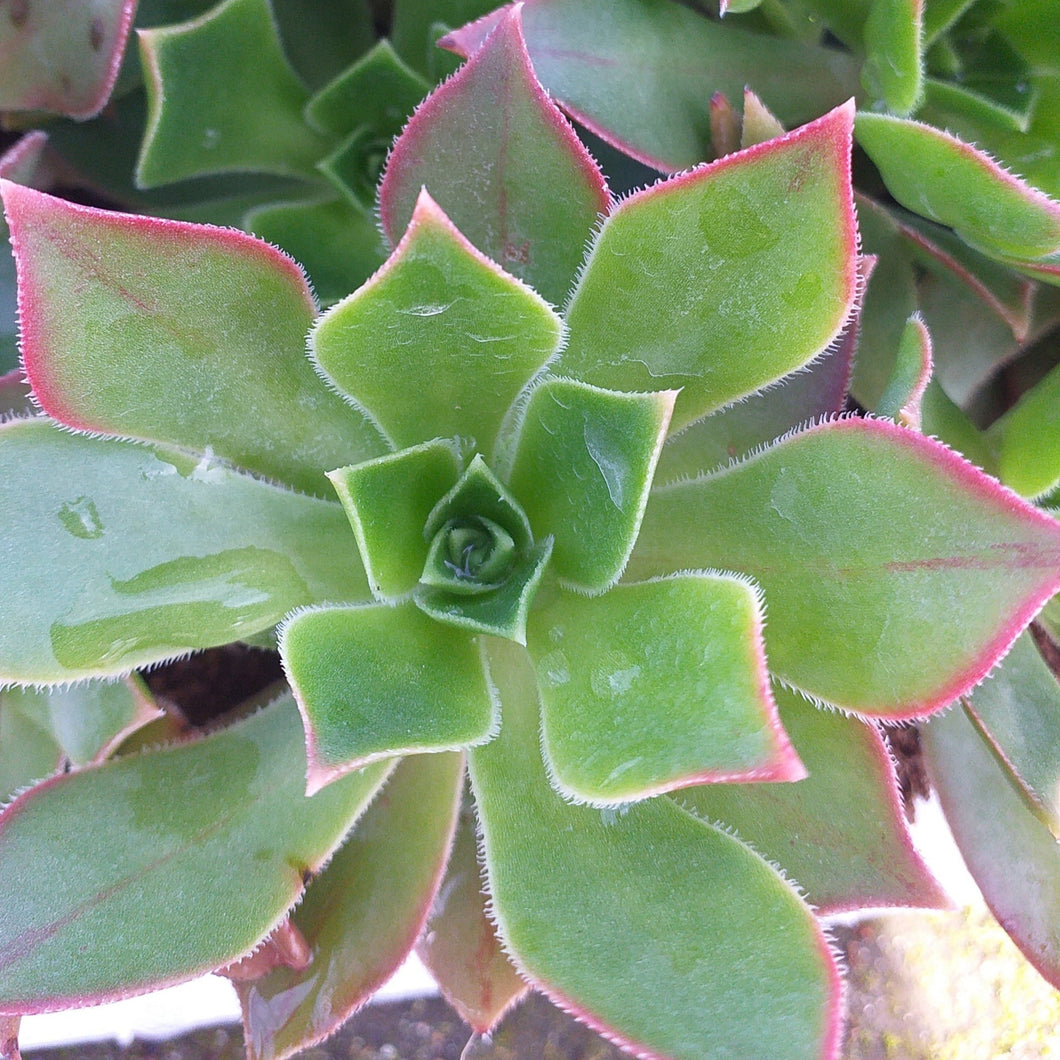 Aeonium leucoblepharum (3 Plants)