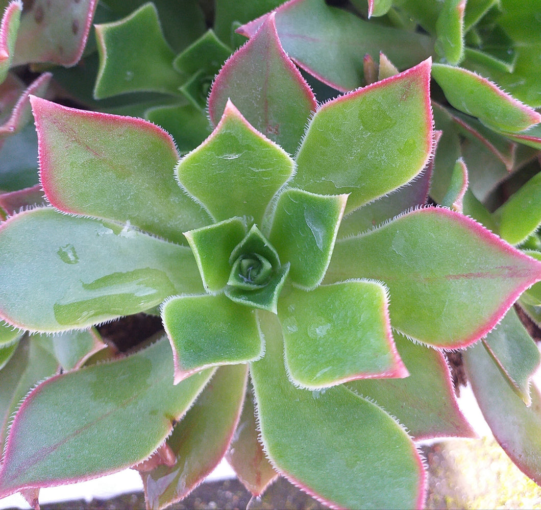 Aeonium leucoblepharum (3 Plants)