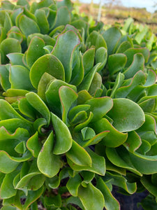 Crassula arborescens undulatifolia (Ripple Jade) (3 Plants)