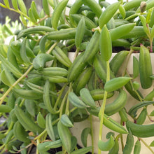 Load image into Gallery viewer, Senecio radicans &#39;String of bananas&#39;(3 Plants)
