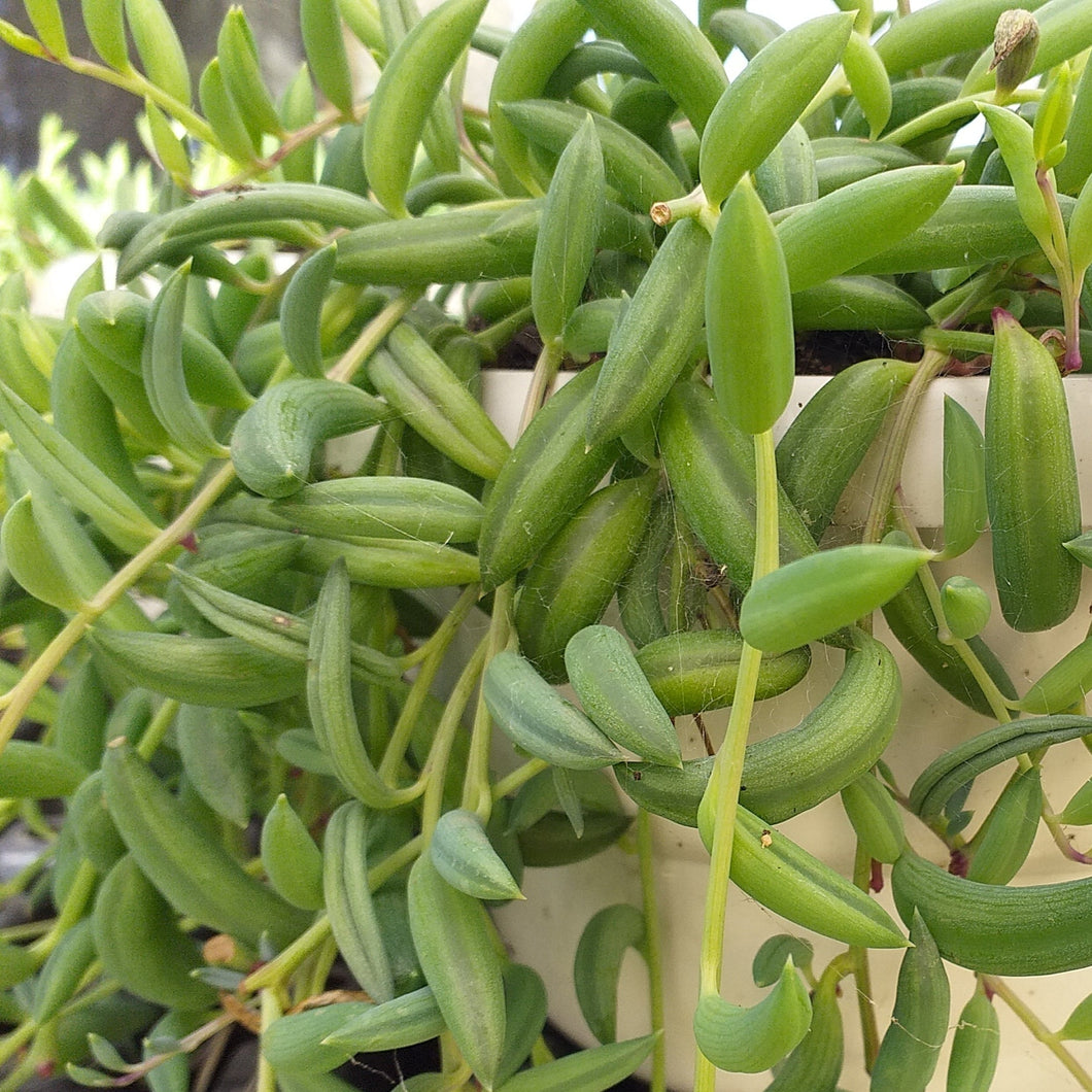 Senecio radicans 'String of bananas'(3 Plants)