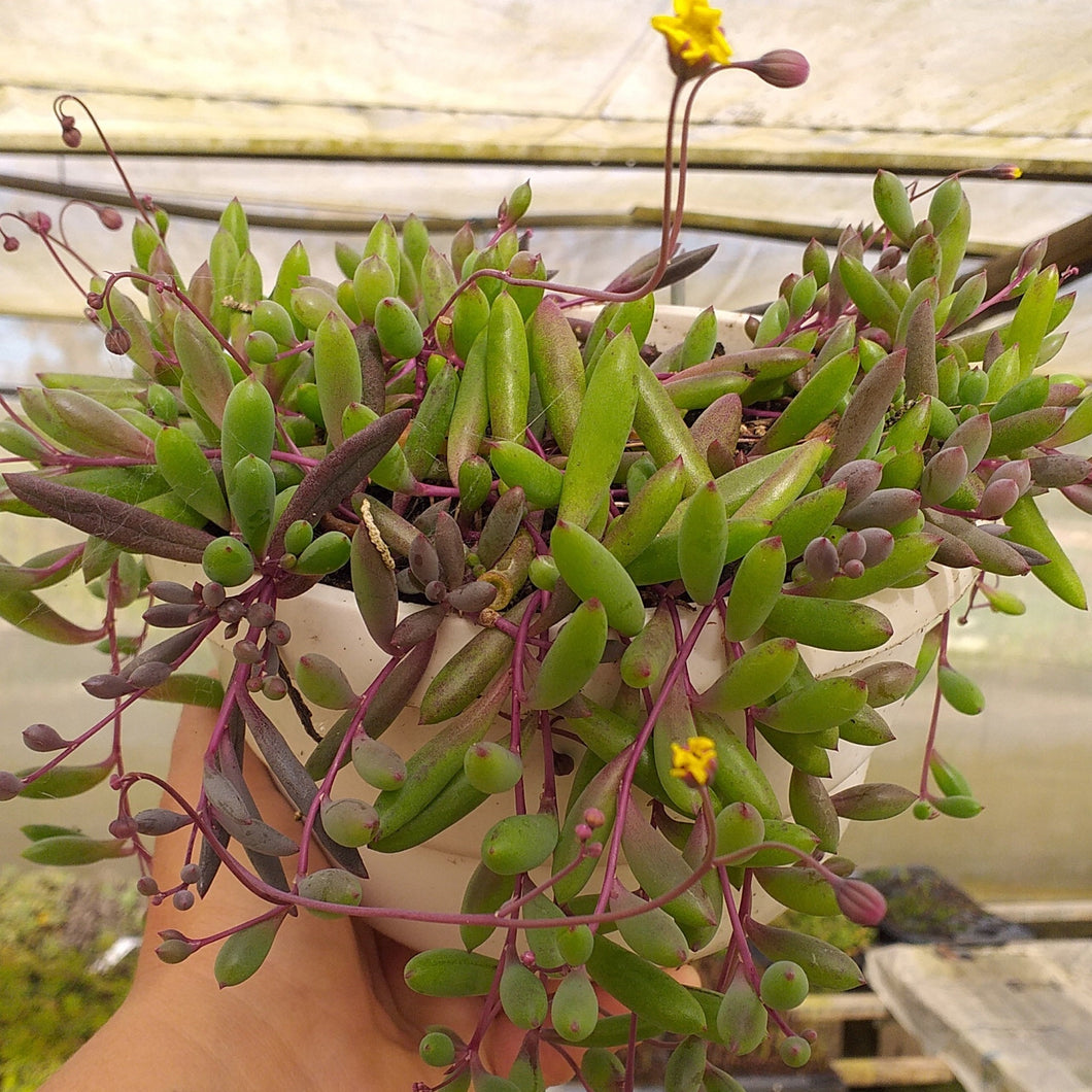 Othonna capensis 'String of rubies'(3 Plants)