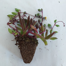 Load image into Gallery viewer, Othonna capensis &#39;String of rubies&#39;(3 Plants)
