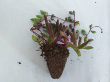 Load image into Gallery viewer, Othonna capensis &#39;String of rubies&#39;(3 Plants)
