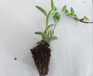 Senecio radicans 'String of bananas'(3 Plants)