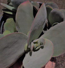 Load image into Gallery viewer, Crassula cotyledonis (3 Plants)
