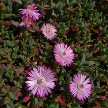 Load image into Gallery viewer, Ruschia lineolata (3 Plants)
