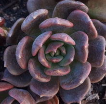 Load image into Gallery viewer, Echeveria Gunner (3 Plants)
