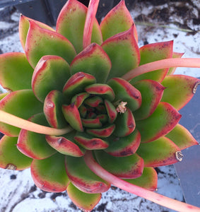 Echeveria  Green Volcano (1 Plants)