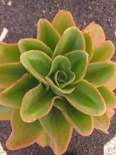 Load image into Gallery viewer, Echeveria Great Lakes (3 Plants)
