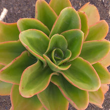 Load image into Gallery viewer, Echeveria Arizona (3 Plants)
