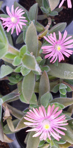 Delosperma litorale 'Silky Pink'(3 Plants)