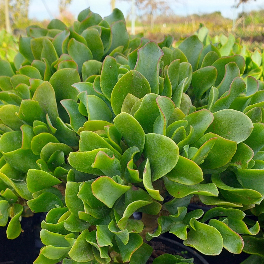 Crassula arborescens undulatifolia (Ripple Jade) (3 Plants)