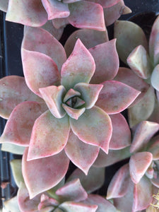 Graptoveria Glitter Pink (3 Plants)