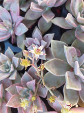 Load image into Gallery viewer, Graptoveria Glitter Pink (3 Plants)
